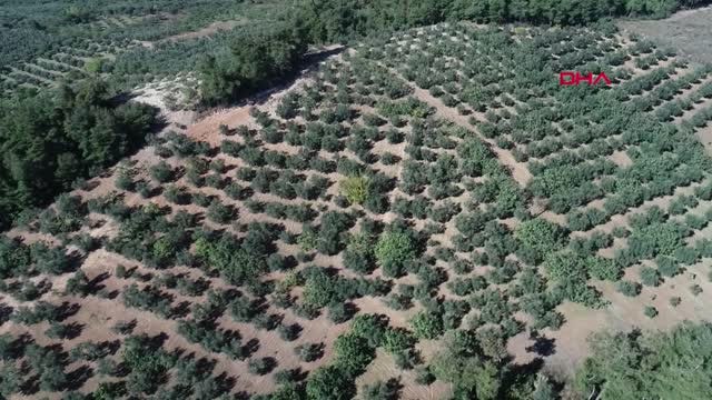 Bursa Zeytinciler Taban Fiyatlarının 10 Kuruş Arttırılmasına Tepki Gösterdi