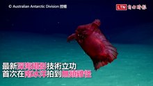 深海攝影技術立功！ 「無頭雞怪」首現南冰洋畫面曝光