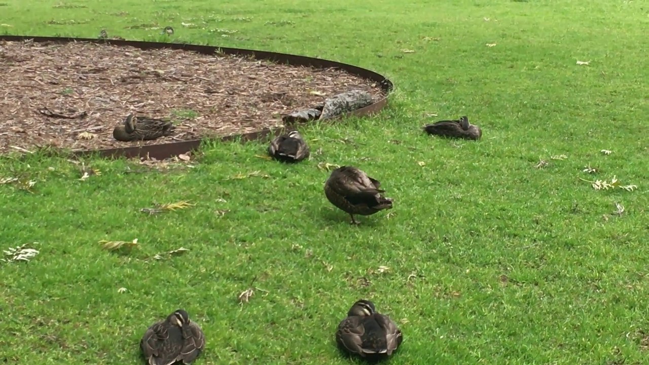 duck group