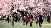 Japonya'da Turistlerden Giriş Ücreti İstemeye Korkan Görevli, Ulusal Parkı 220 Bin Dolar Zarara Soktu