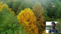 Sonbaharın Renklerine Bürünen Atatürk Arboretumu Havadan Görüntülendi
