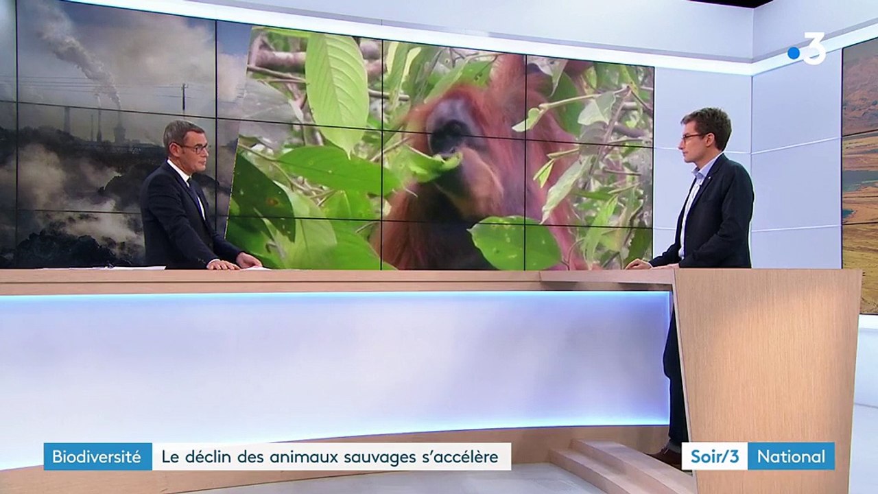 WWF s'alarme : "La biodiversité s'érode de plus en plus vite", menaçant l'Homme