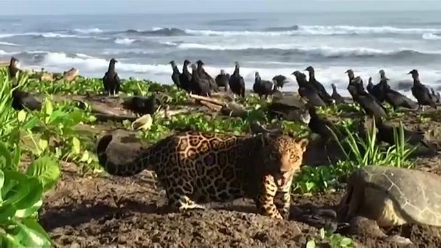 Un jaguar en una playa de Costa Rica