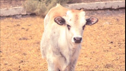'Boz sığır' klon sürüsü çoğalıyor