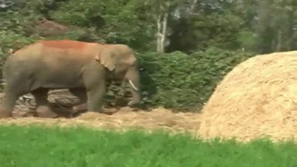 ஒற்றை காட்டு யானை தாக்கி ஒருவர் பலி- வீடியோ