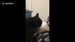 Cats engage in adorable silent slapping match