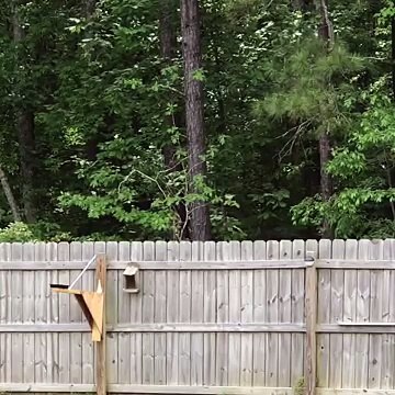 Catapulte à écureuil... Pas très sympa mais tellement drôle