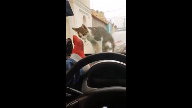 Il veut faire peur à un chat et va le regretter... Bad Karma