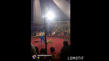 Une fillette de 4 ans chargée par une lionne dans un cirque