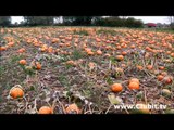 A Field of Lovely Orange Pumpkins