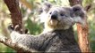 Koalas among species threatened by Australia deforestation
