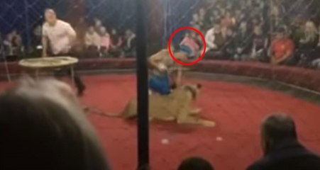 Bakıcısının Elinden Kurtulan Aslan, 4 Yaşındaki Kıza Saldırdı