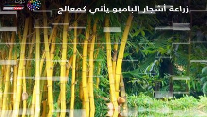 شاهد.. أهمية مشروع زراعة أشجار "البامبو" × 7 معلومات