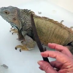 look how scard i found lizard on my bed