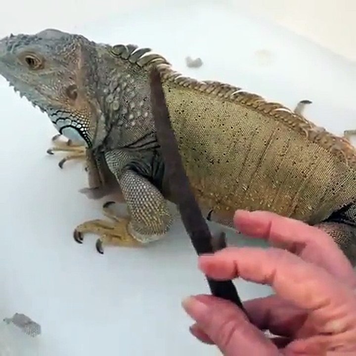 look how scard i found lizard on my bed