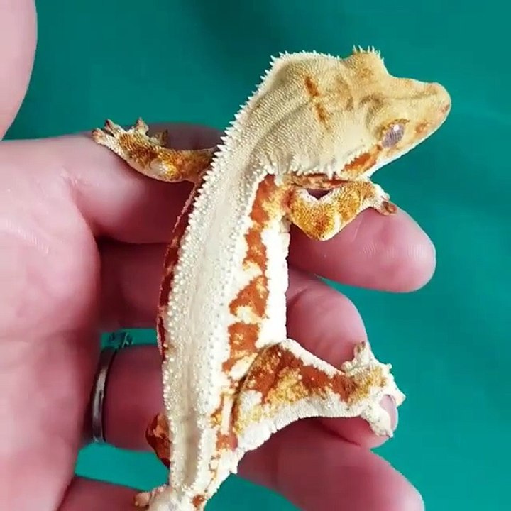 rare blind lizard on my hand