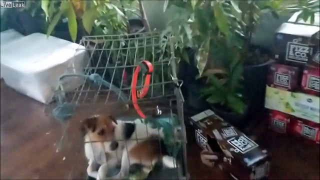 Il filme son chien manger une pauvre petite souris coincée dans un piège