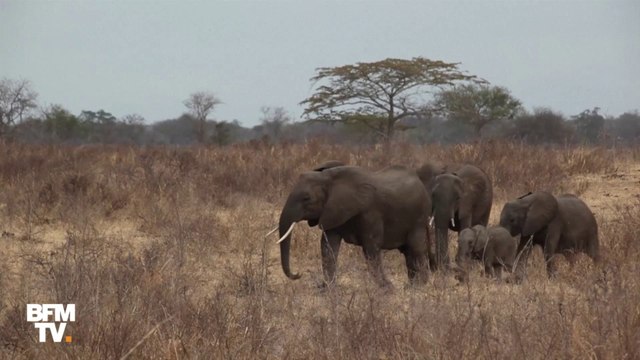 Éléphants, manchots, orang-outan: depuis 1970, les populations de vertébrés sauvages ont décliné de 60%