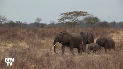 Éléphants, manchots, orang-outan: depuis 1970, les populations de vertébrés sauvages ont décliné de 60%