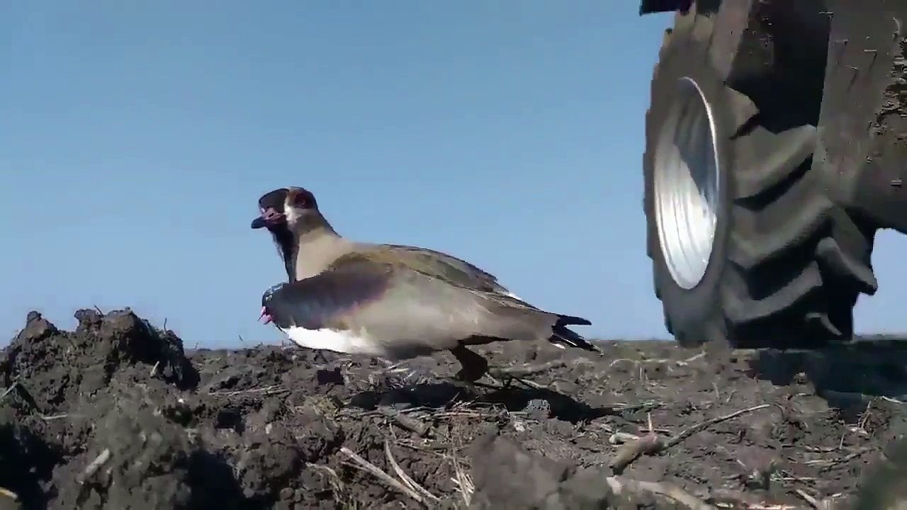 Arjantin'de bir çiftçinin tarlasına yuva yapan kuş ve onun yuvasını bozmamak için elinden gelen herşeyi yapan güzel yürekli bir insan.