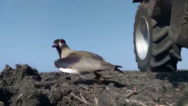 Arjantin'de bir çiftçinin tarlasına yuva yapan kuş ve onun yuvasını bozmamak için elinden gelen herşeyi yapan güzel yürekli bir insan.