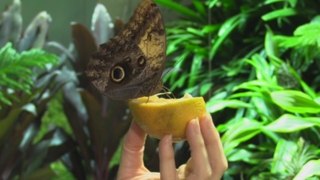 Mariposas de Ecuador o Kenia pasan el invierno en un museo de NY