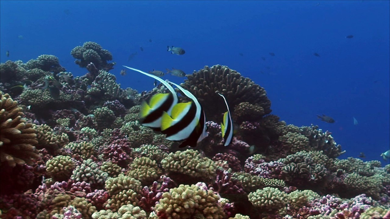 Poisson sur le récif de corail