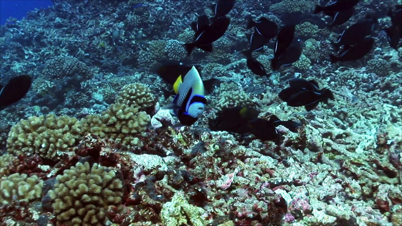 Empereur Angelfish seul, très triste !!!!!!!!!!!!!!!!!