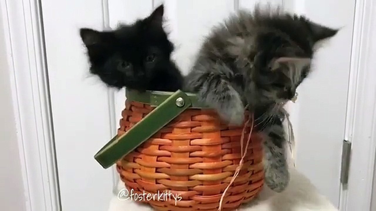 Cute Cat In Basket