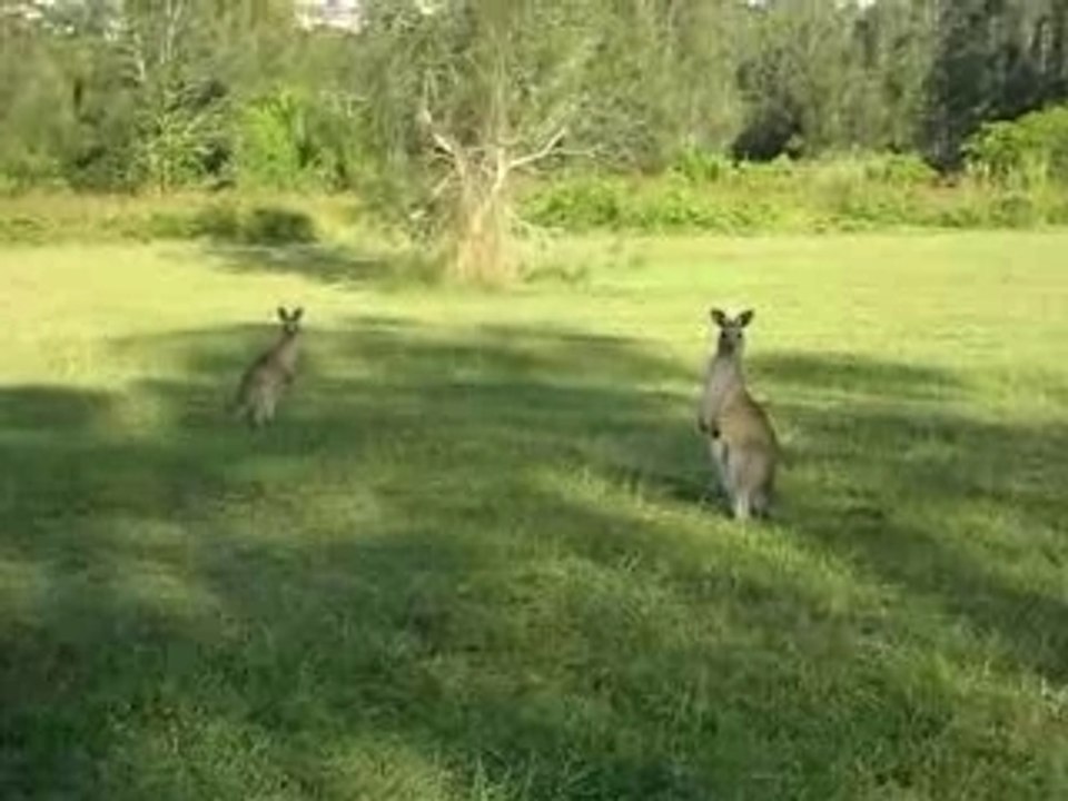Extraordinaires et merveilleux kangourous