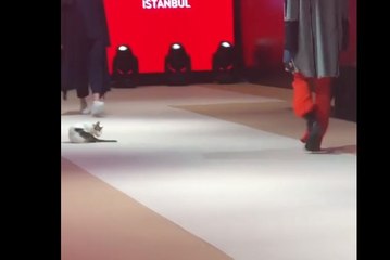 Hilarant : un chat s'incruste dans un défilé de mode !
