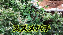 【虫捕り】表参道（原宿）でおしゃれな虫を探せ！！