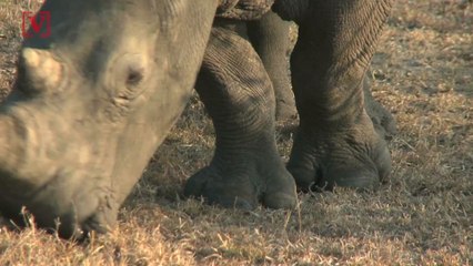 Wild Animal Population Plummets 60% Over Last 40 Years: Report