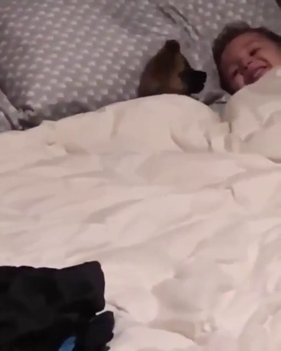 Les images adorables d'un jeune garçon qui s'éclate au lit avec son petit chien