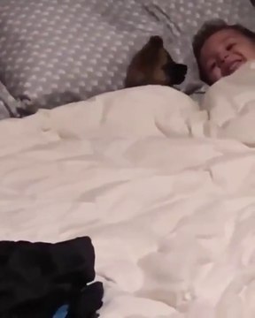 Les images adorables d'un jeune garçon qui s'éclate au lit avec son petit chien