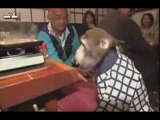 قرد يعمل في مطعم ياباني