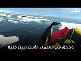 الزائر البطريق في القطب الجنوبي
