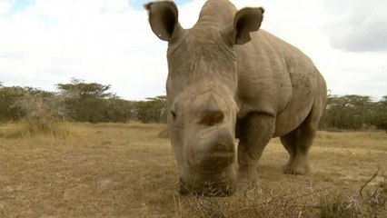 Vida selvagem em risco de extinçâo