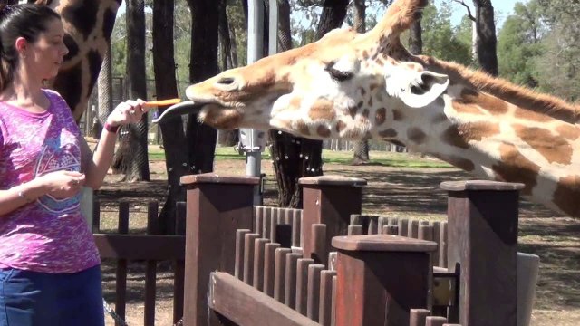 Dream Festival 2018 1-10 , Dubbo Western Plains Zoo 1- , 27 Oct 18