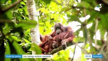 Les orangs-outans, premières victimes de l'huile de palme