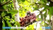 Les orangs-outans, premières victimes de l'huile de palme