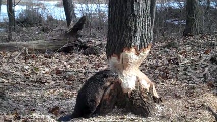Un castor sur le point de venir à bout d'un gros tronc d'arbre