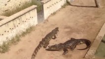 6 crocodiles pour une poule... Chaud