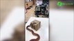 Regardez la tête du chat qui découvre un serpent énorme