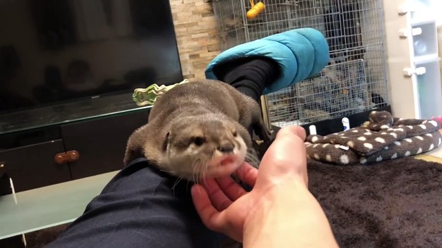 Cette petite loutre adorable pleure pour avoir un calin