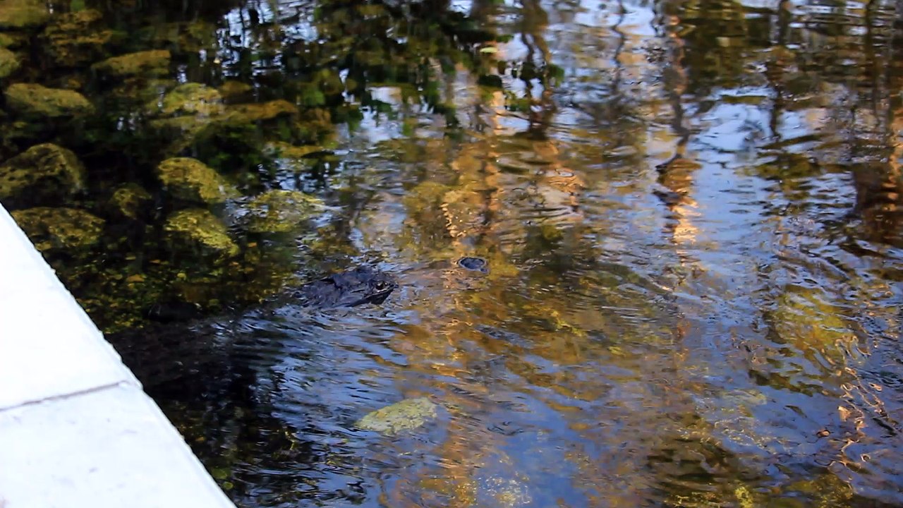 alligators daytona 2018