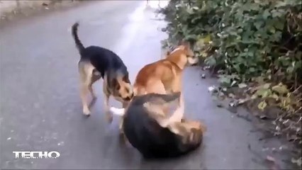 When Dog Find His Wife Sleeping With Another one.