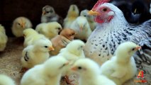 backyard chickens - Hen and chicks