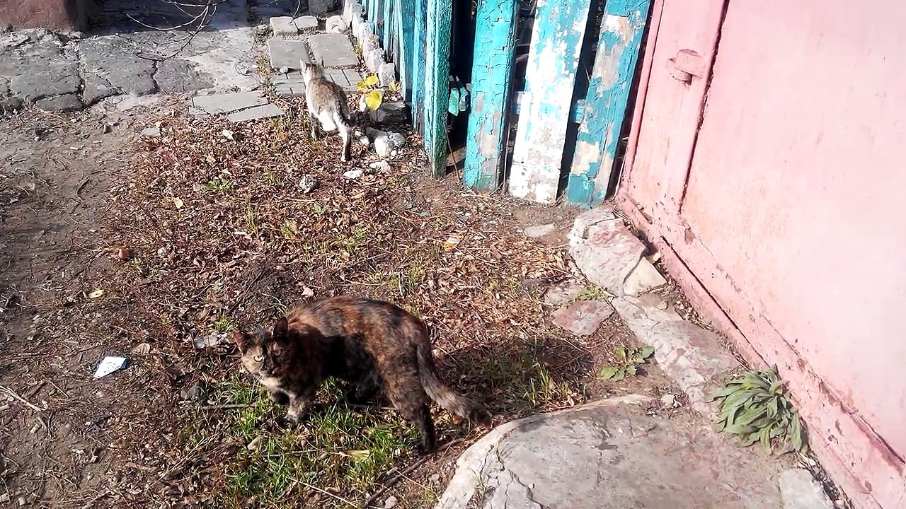 Kitten and 3 cats. Black cat fighter Two cats give way to a kitten [Cat life on the street].