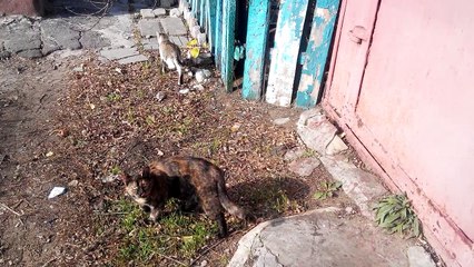 Kitten and 3 cats. Black cat fighter Two cats give way to a kitten [Cat life on the street].